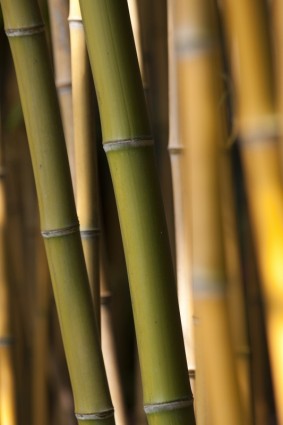 bambú hierba verde