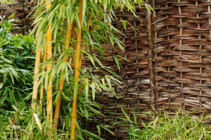 planta de bambu no jardim