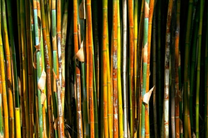 rumput tanaman bambu