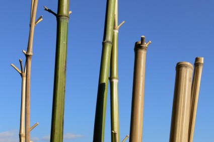 Bambu gökyüzü cannes