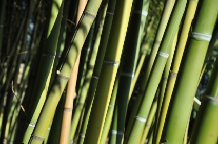 Iles de brissago bambou Tessin