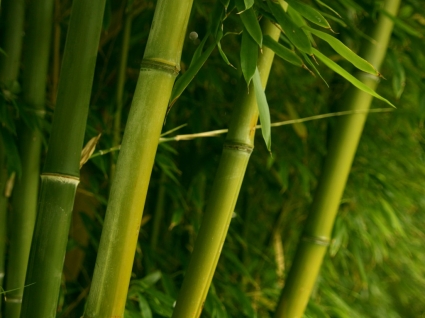 nature de plantes pour le papier peint bambou