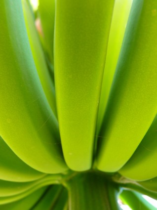 กล้วยกล้วยพุ่มไม้สีเขียว