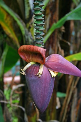 flor de bananeira