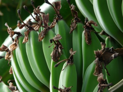 arbusto della banana mazzo banane