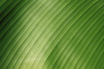 detail daun pisang