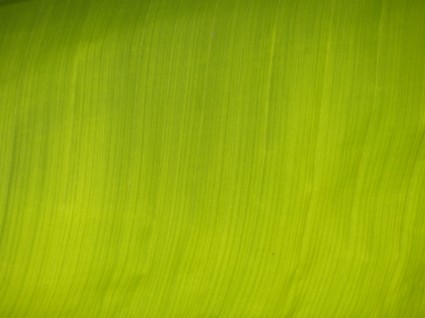 journal de feuille de banane verte