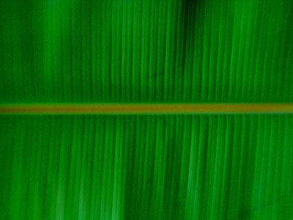 Banana leaf kualitas gambar
