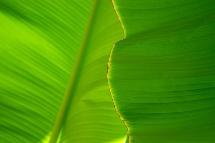 バナナの葉の品質の画像