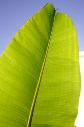 Banana leaf kualitas gambar