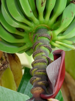 香蕉灌木灌木香蕉