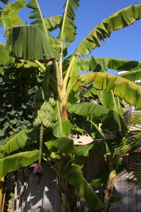 Bananenbaum mit Früchten und Blumen blühen