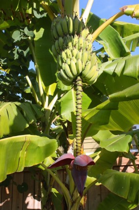 albero di banane con frutta e fiori