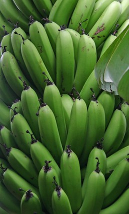 plátanos