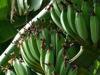 الموز الموز حفنة شجيرة