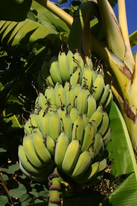 在树上成熟的香蕉
