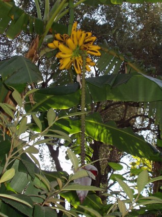 arbusto della banana banane arbusto