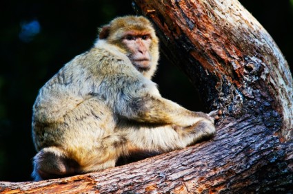 animaux de compagnie Barbary ape singe