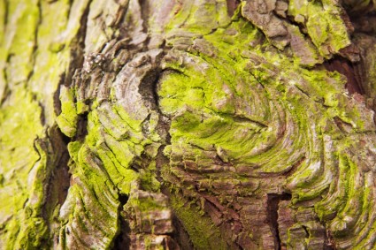lapisan kulit pohon