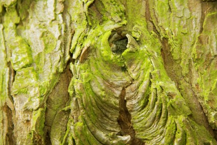 árbol de capas de la corteza