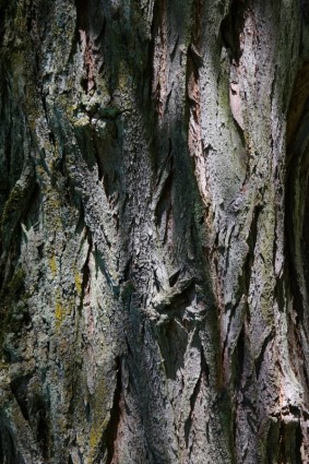 kulit kayu log robinia