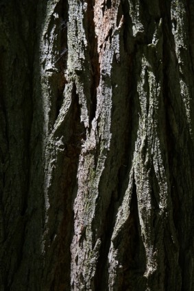 Bark Log Robinia