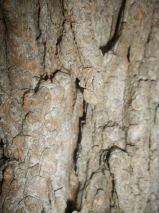 écorce d'un arbre