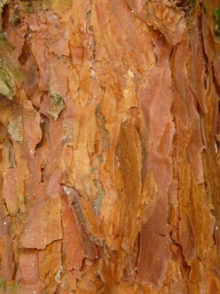kulit kayu pinus merah