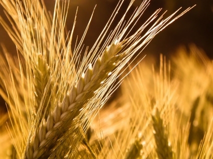 大麦の壁紙植物自然