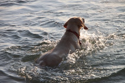 cão de praia engraçado