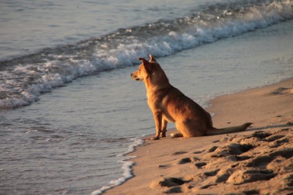 ビーチの犬の日の出