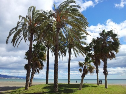 Bãi biển palms