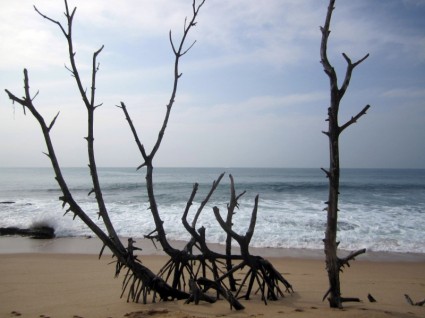 海灘熱帶斯里蘭卡