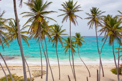plage avec palmiers