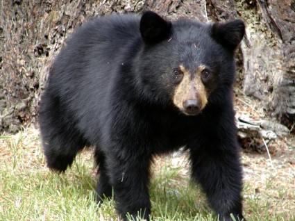 Bear animal Colombie-Britannique