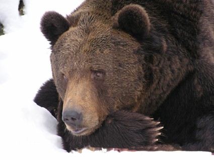 곰 동물 눈