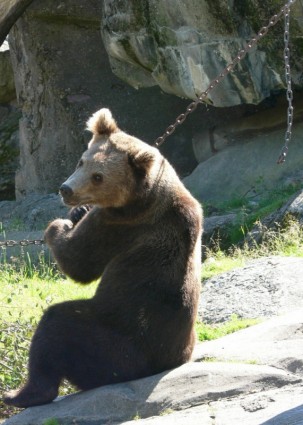 갈색 곰 곰 앉아