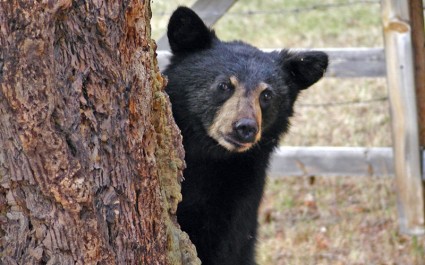 Bear cub animal