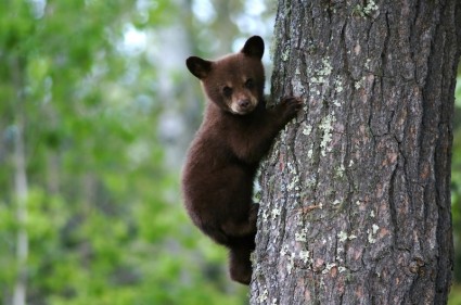 Bear cub árbol