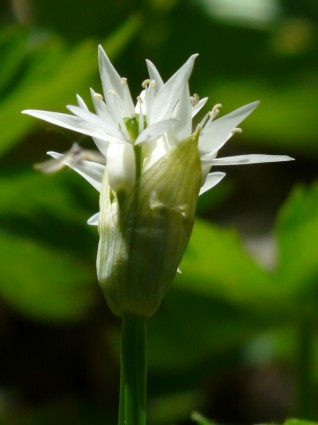 Bear S Garlic Flower Plant