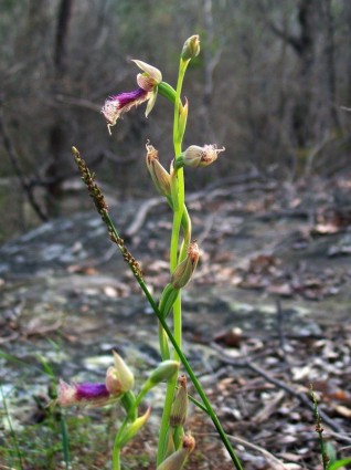 planta da flor da orquídea barbudo