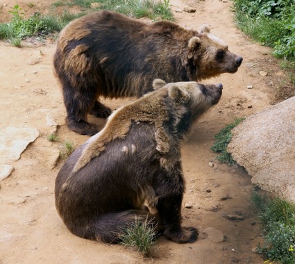 gấu zoo shedding