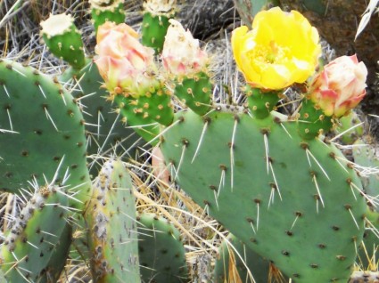 piękny kwitnący kaktus