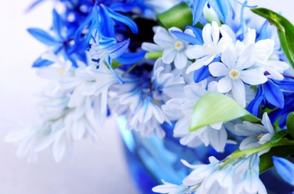 piękne kwiaty niebieski obraz hd