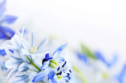bunga-bunga biru yang indah hd gambar