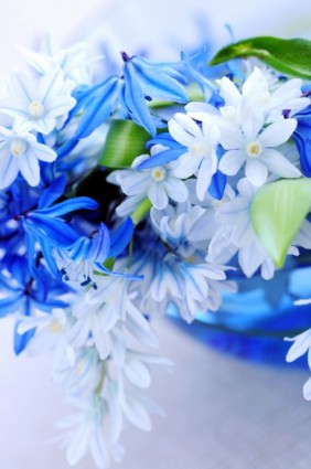 美麗的藍色花朵高清圖片