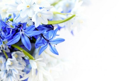 美丽的蓝色花朵高清图片