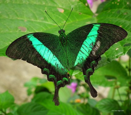 hermosa mariposa