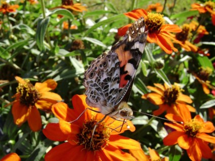 hermosa mariposa