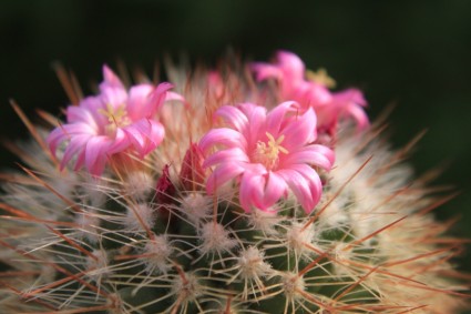 cactus hermoso cactus